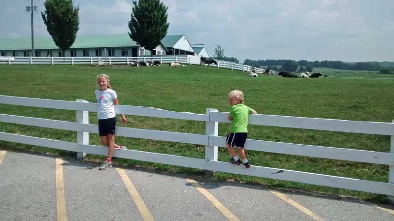 watching the cows at country dairy